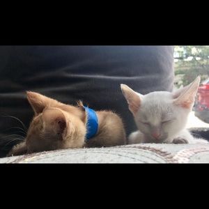 Meet your Posher, Taylor